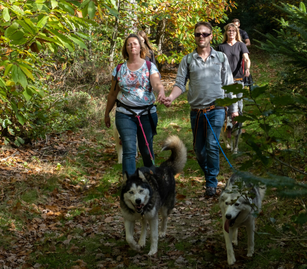 Groupes d'adultes en cani-randonnée chiens de traineau