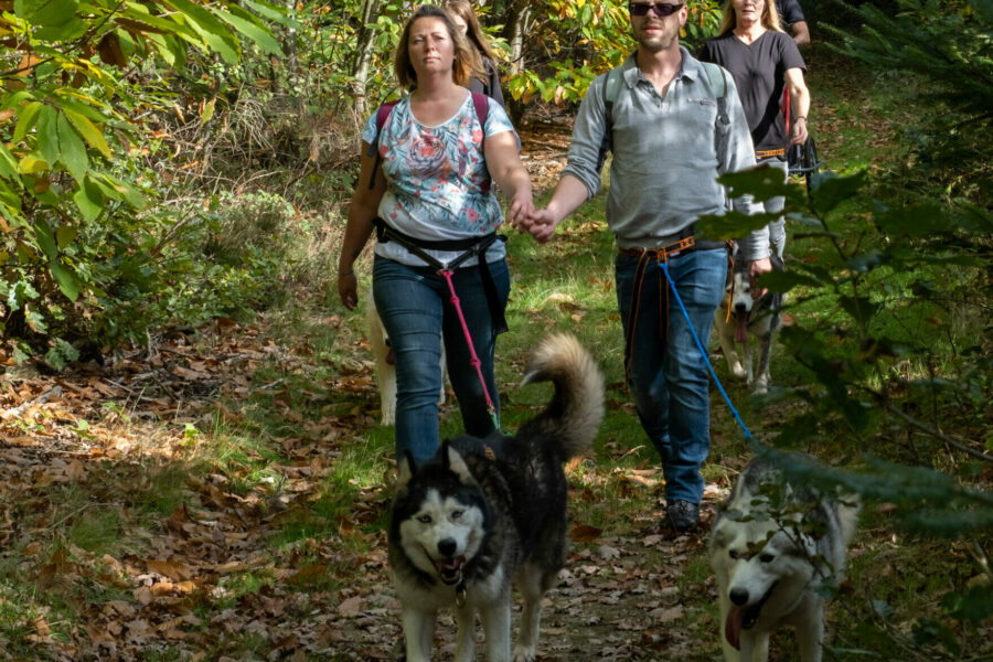 Groupes d'adultes en cani-randonnée chiens de traineau