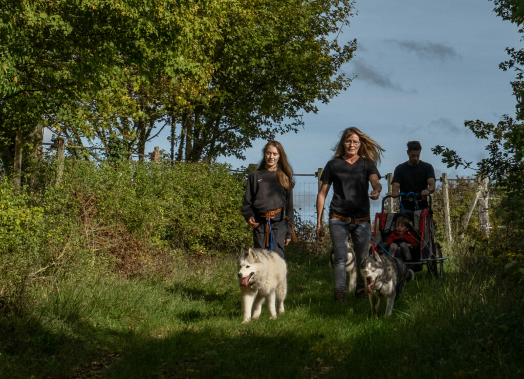 Cani randonnée avec des chiens de traîneau en famille