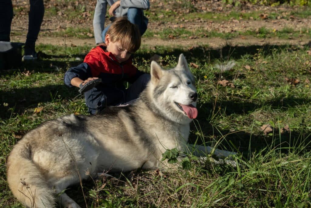 Caresses des enfants aux chiens de traîneau