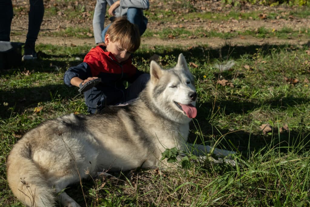 enfant brossant un chien