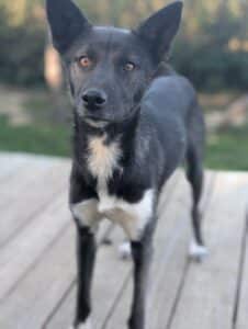 Freya Chien de traineau
