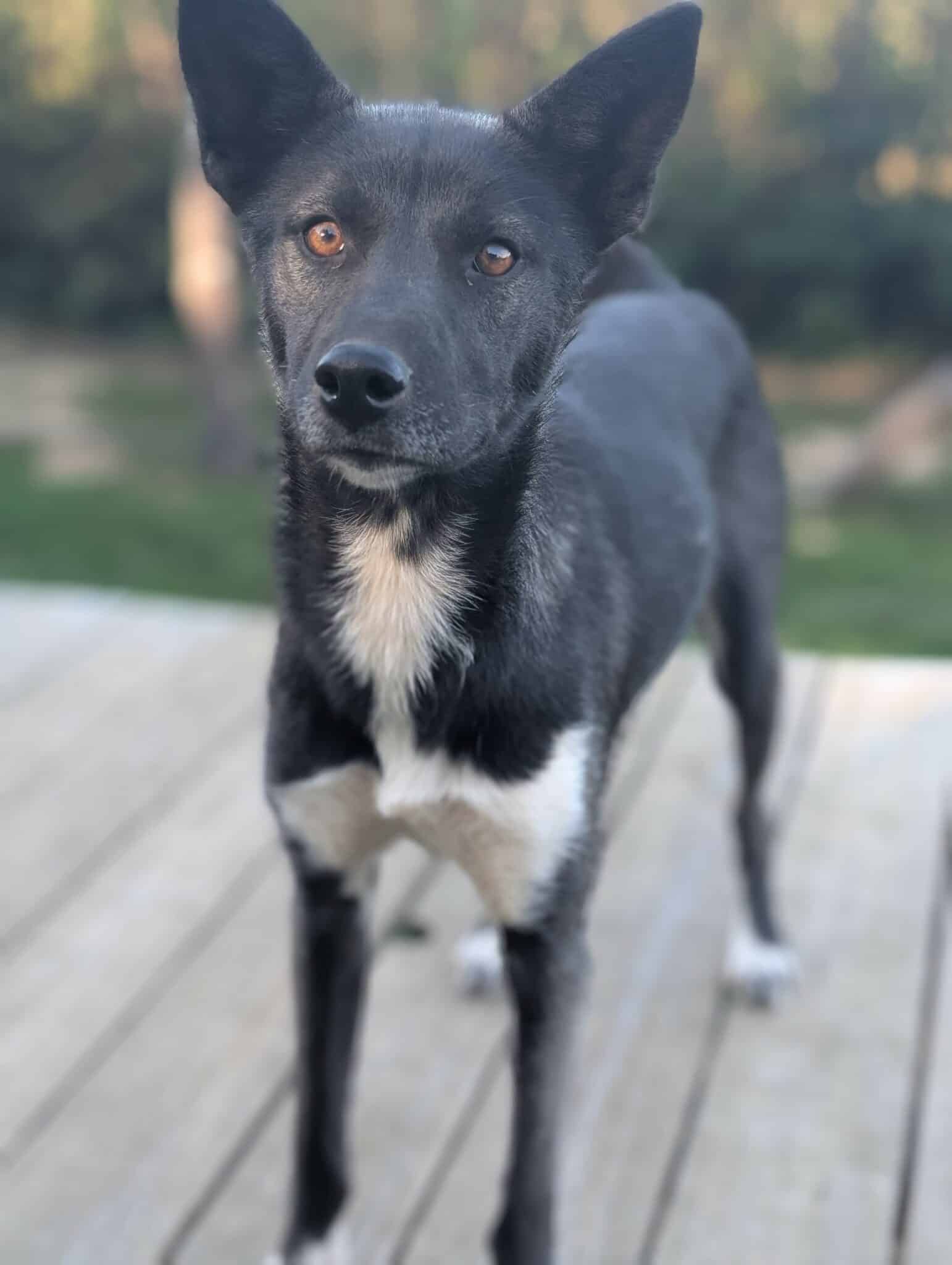 Freya  Chien de traineau