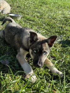 Falco Chien de traineau