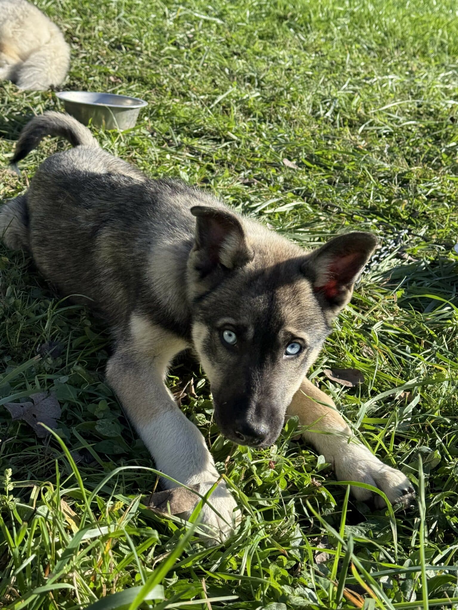 Falco Chien de traineau