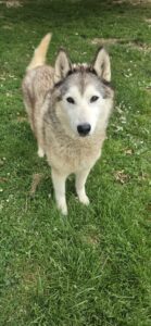 Emy, chienne de tête de la meute Canimoov