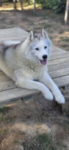 Linka, chienne nordique de la meute Canimoov