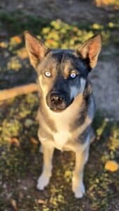 Falco, chien nordique de la meute Canimoov