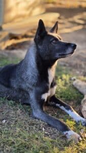 Freya, chienne nordique de la meute Canimoov