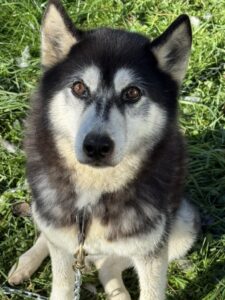Louna, chienne nordique de la meute Canimoov