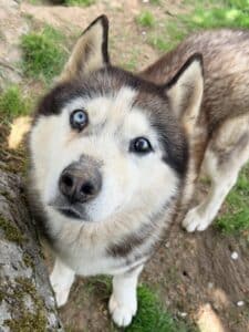 Jam, chien de la meute Canimoov dans l'Yonne