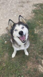 Anoushka, chienne de traîneau de la meute Canimoov dans l'Yonne