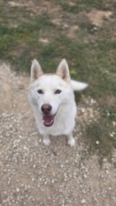 Eira, jeune chienne nordique de la meute Canimoov