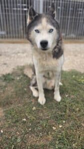 Imel, chien de traîneau de la meute Canimoov dans l'Yonne