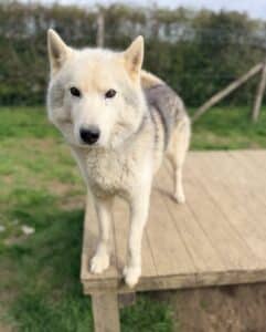 Noukeen, chien nordique de la meute Canimoov