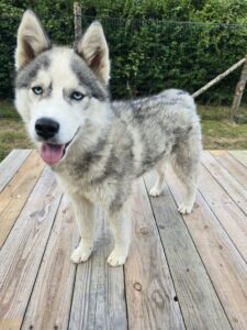Vaïa, chienne nordique de la meute Canimoov